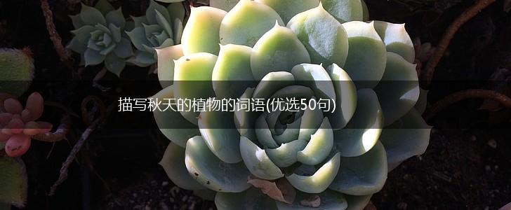 描写秋天的植物的词语(优选50句),第1张