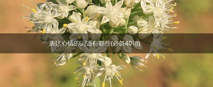 表达心情的词语有哪些(必备40句),第1张