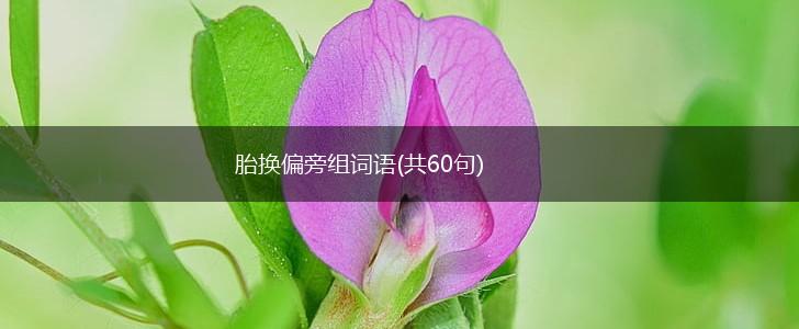 胎换偏旁组词语(共60句),第1张