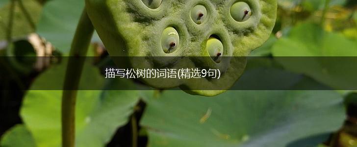 描写松树的词语(精选9句),第1张