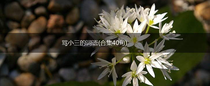 骂小三的词语(合集40句),第1张