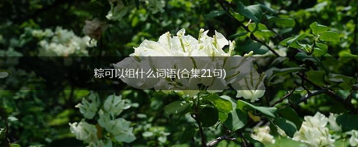 粽可以组什么词语(合集21句),第1张