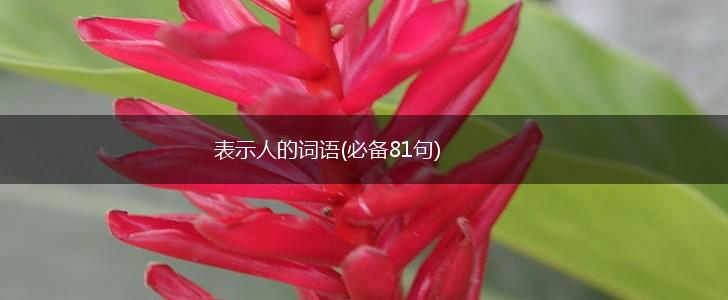 表示人的词语(必备81句),第1张