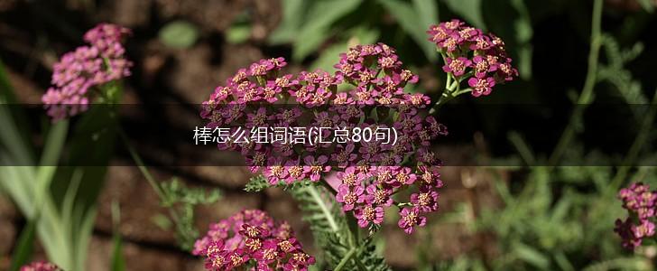 棒怎么组词语(汇总80句),第1张