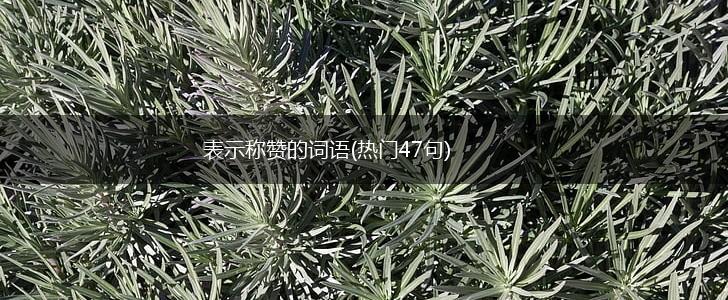 表示称赞的词语(热门47句),第1张