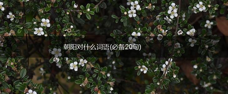 朝阳对什么词语(必备20句),第1张