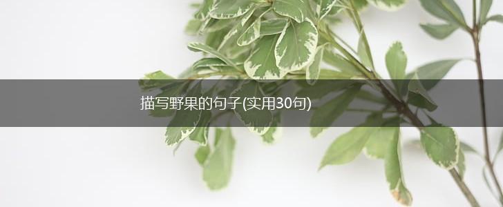 描写野果的句子(实用30句),第1张