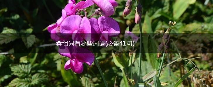 桑组词有哪些词语(必备41句),第1张