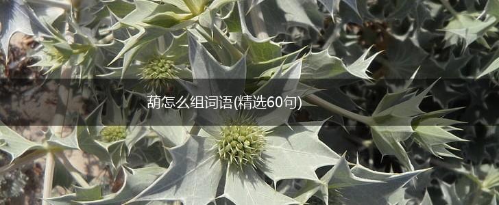 葫怎么组词语(精选60句),第1张
