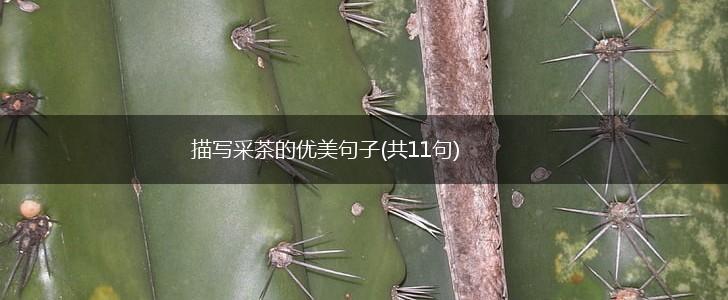 描写采茶的优美句子(共11句),第1张