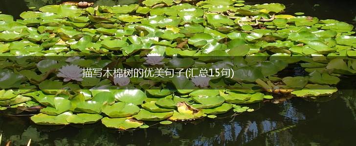 描写木棉树的优美句子(汇总15句),第1张