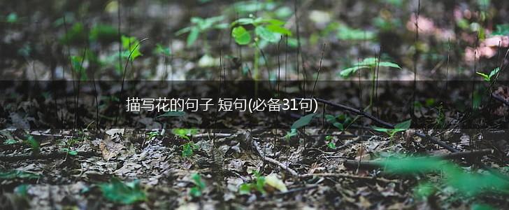 描写花的句子 短句(必备31句),第1张
