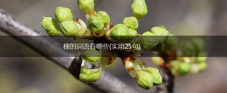 棵的词语有哪些(实用25句),第1张