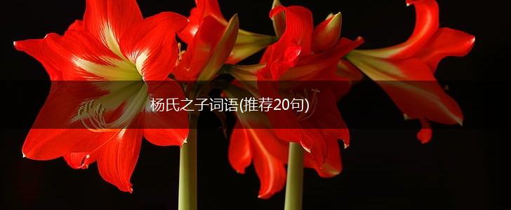 杨氏之子词语(推荐20句),第1张