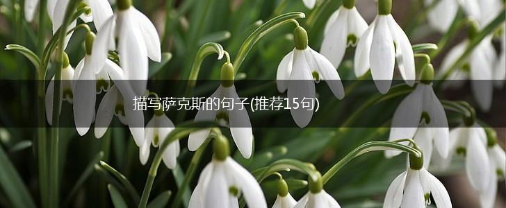 描写萨克斯的句子(推荐15句),第1张