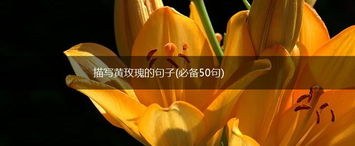 描写黄玫瑰的句子(必备50句),第1张
