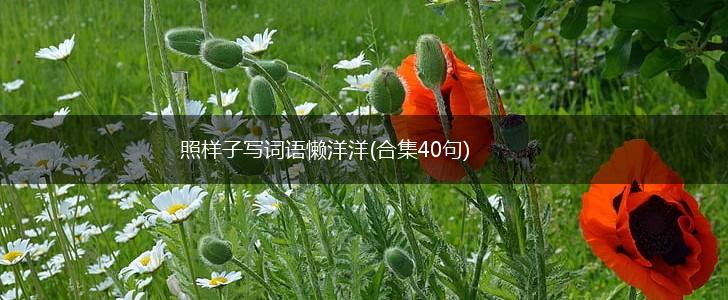 照样子写词语懒洋洋(合集40句),第1张