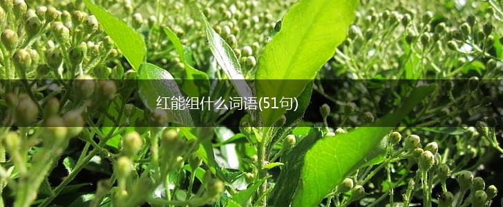 红能组什么词语(51句),第1张