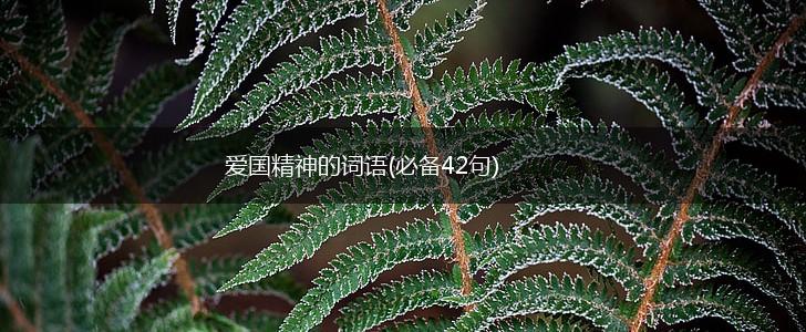 爱国精神的词语(必备42句),第1张