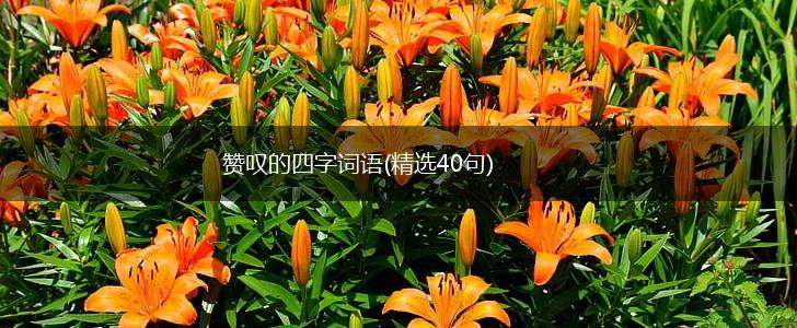 赞叹的四字词语(精选40句),第1张