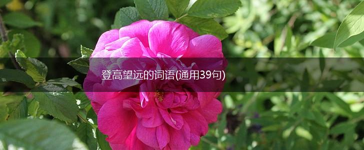 登高望远的词语(通用39句),第1张