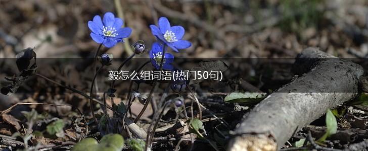 毅怎么组词语(热门50句),第1张