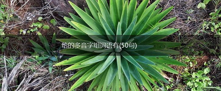 给的多音字组词语有(50句),第1张
