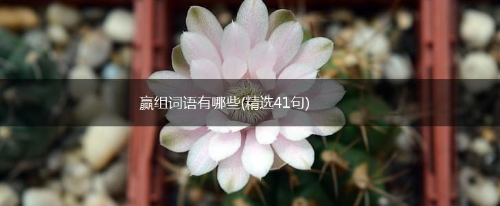 赢组词语有哪些(精选41句),第1张