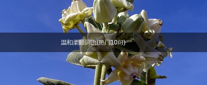 温和柔顺词语(热门10句),第1张