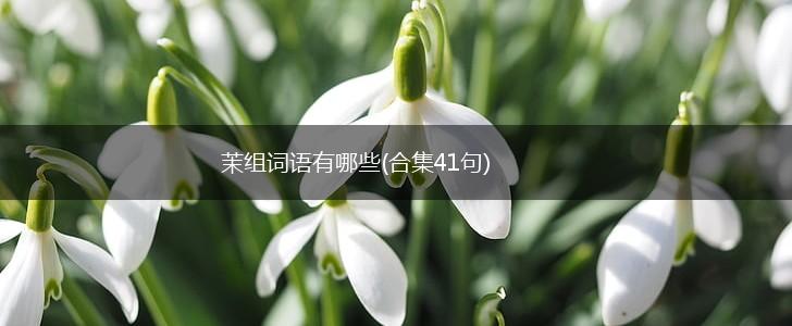 茉组词语有哪些(合集41句),第1张