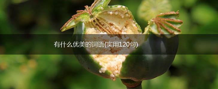 有什么优美的词语(实用120句),第1张