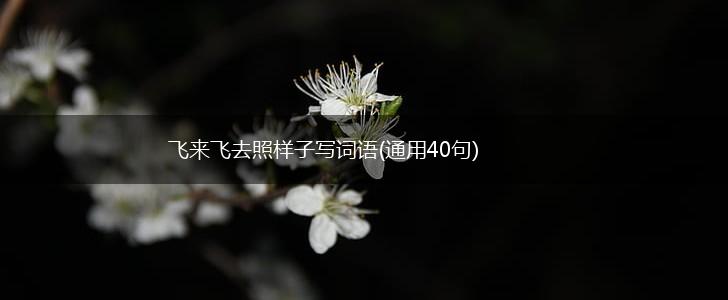 飞来飞去照样子写词语(通用40句),第1张