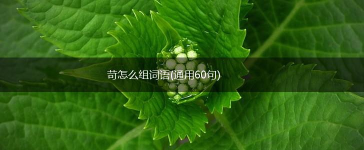 苛怎么组词语(通用60句),第1张
