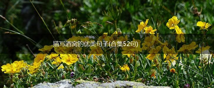 描写酒窝的优美句子(合集52句),第1张