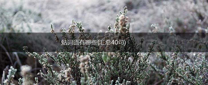 站词语有哪些(汇总40句),第1张