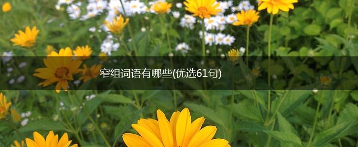 窄组词语有哪些(优选61句),第1张