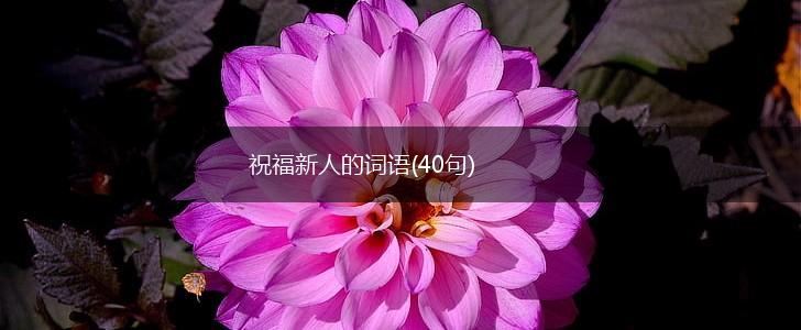 祝福新人的词语(40句),第1张