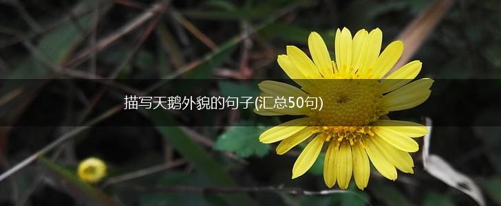 描写天鹅外貌的句子(汇总50句),第1张