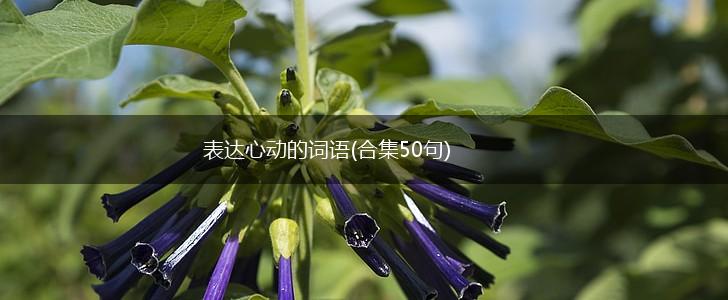 表达心动的词语(合集50句),第1张