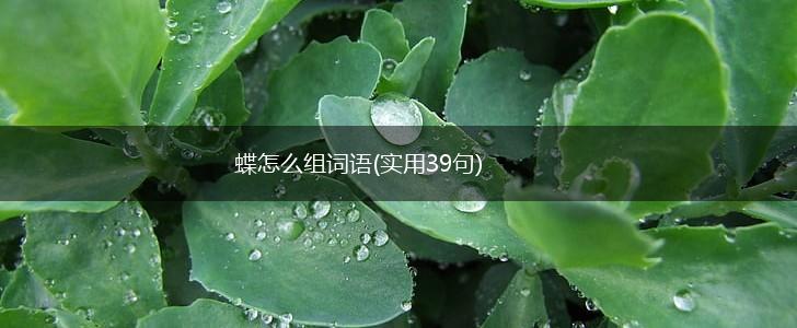蝶怎么组词语(实用39句),第1张