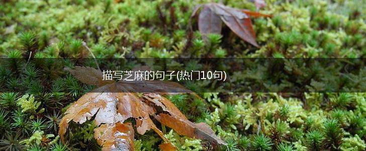 描写芝麻的句子(热门10句),第1张