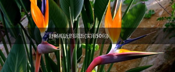 舒畅相近的词语(实用50句),第1张