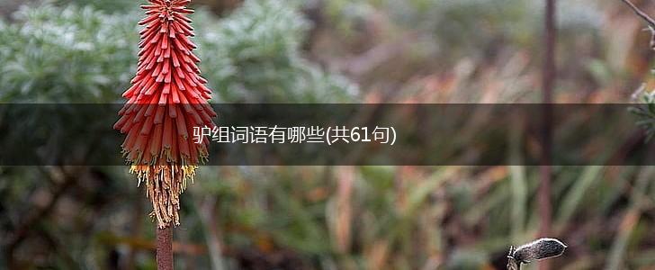 驴组词语有哪些(共61句),第1张