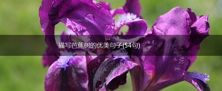 描写芭蕉树的优美句子(54句),第1张
