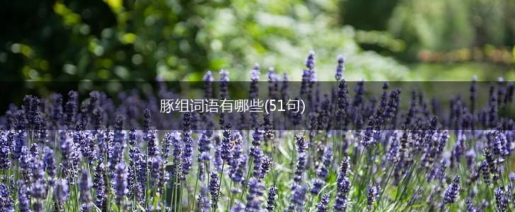 豚组词语有哪些(51句),第1张
