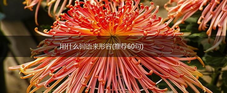 用什么词语来形容(推荐60句),第1张