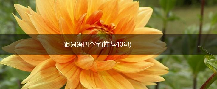 狼词语四个字(推荐40句),第1张