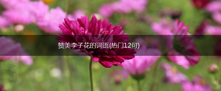 赞美李子花的词语(热门12句),第1张