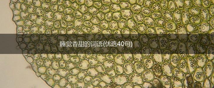 睡觉香甜的词语(优选40句),第1张