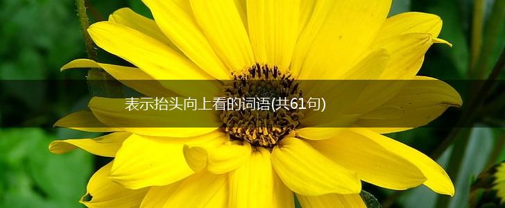 表示抬头向上看的词语(共61句),第1张